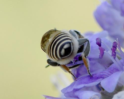 Megachile sp.